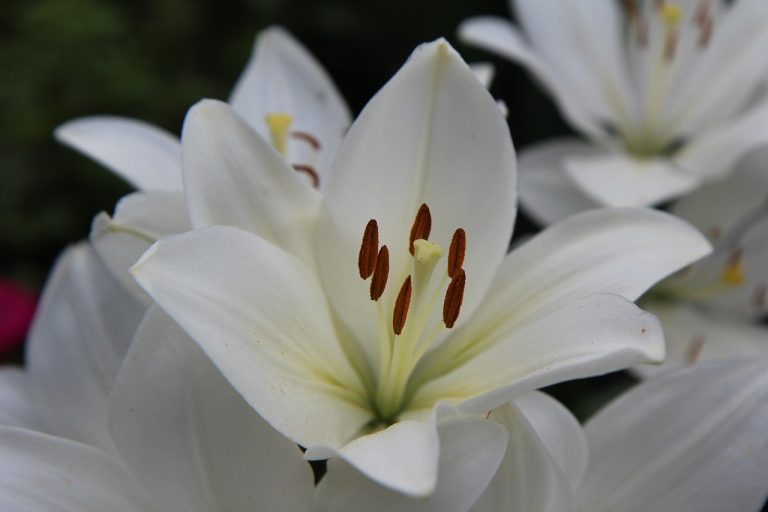 Witte lelies.